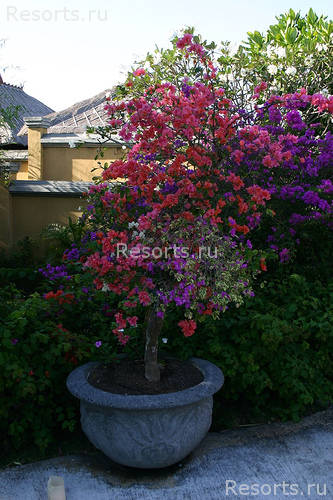 The Ritz Carlton Bali Resort & Spa 13
